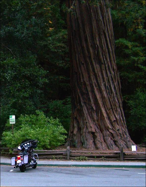 100_0407-BigBasin.jpg