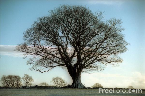 15_19_16---Sycamore-Tree--Northumberland_web.jpg