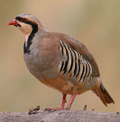 240px-Alectoris-chukar-001.jpg