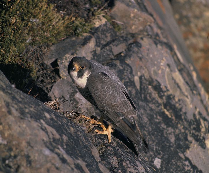 724px_Falco_peregrinus_nest_USFWS.jpg