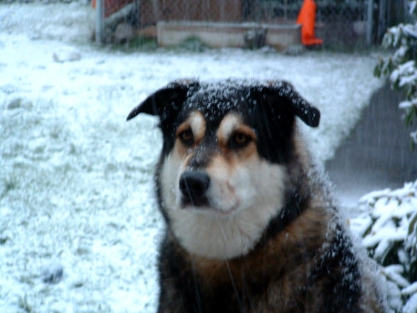 _the_orig_snow_dog.jpg