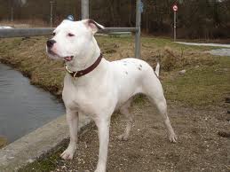 American Bulldog.jpg