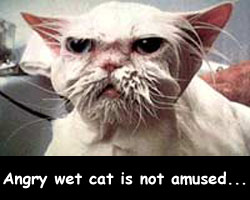 angrywetcatnotamused01.jpg