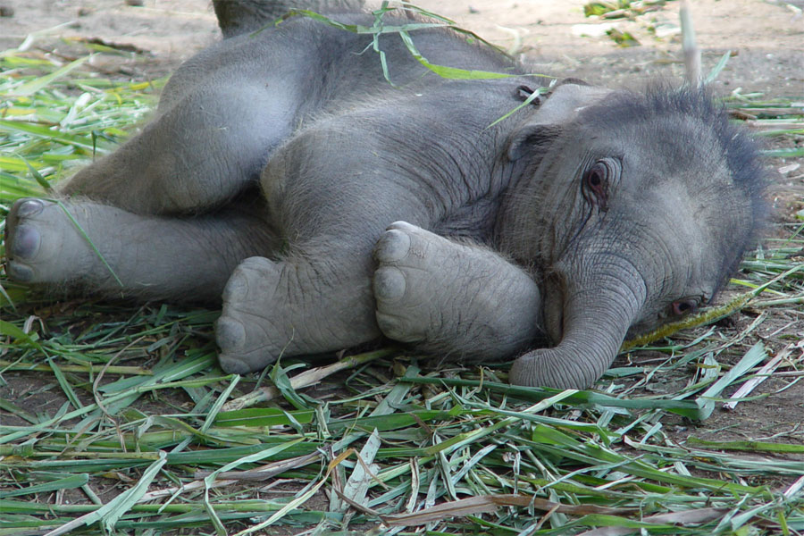 baby-elephant.jpg