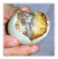 balut.jpg