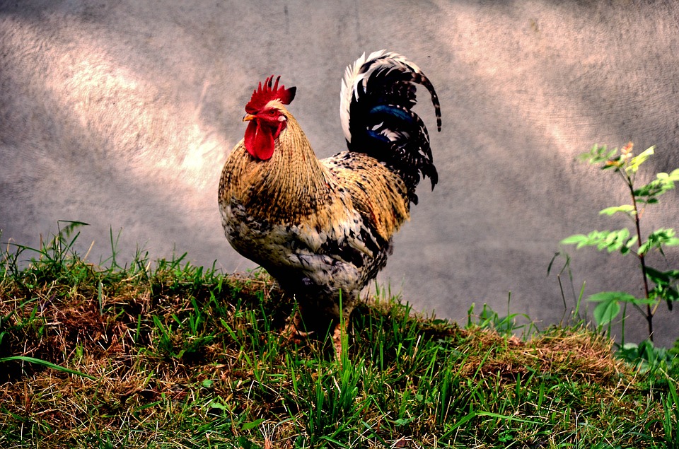 Basque-Country-Rooster-Gallo-Animal-Farmer-Farm-1561779.jpg