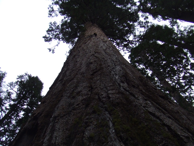 big_trees_09__2_.jpg