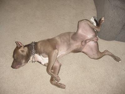 Blue_Pitbulls_Jimmy_Lisa_013.jpg