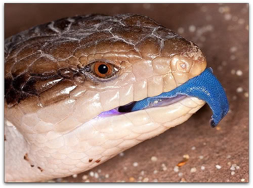 BlueTongue.jpg