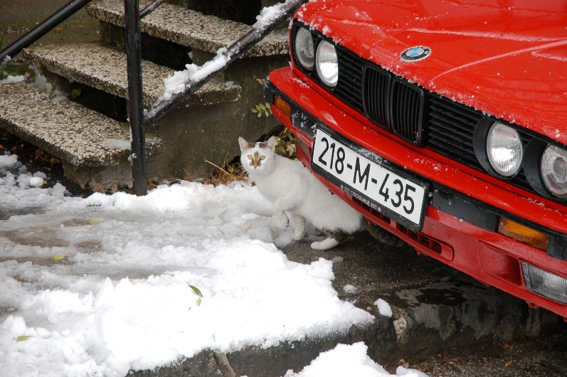 BMW Snow Cat (fix).JPG