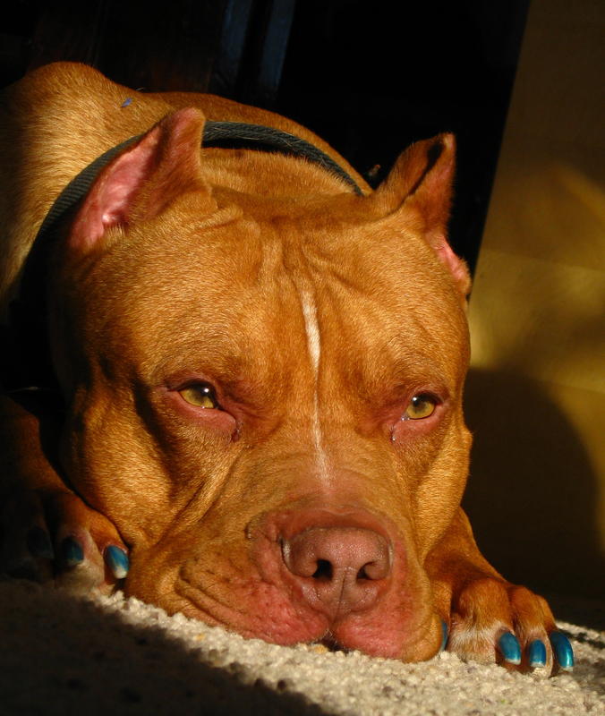 bruno croped.jpg