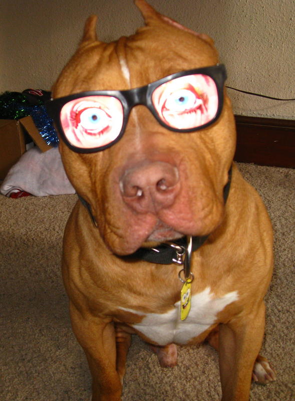 bruno in his shades.jpg