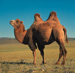 camel01.jpg
