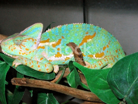 Cameleon.jpg