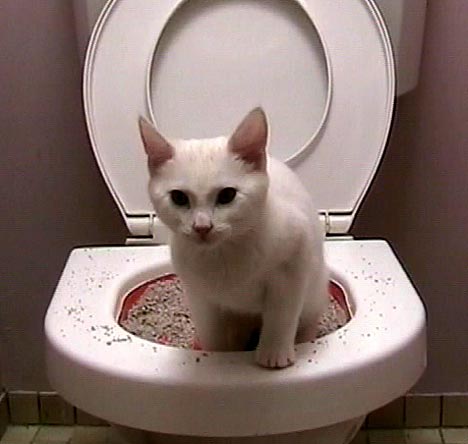 Cat%20Toilet.jpg