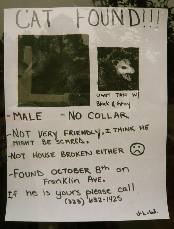 cat-found.jpg