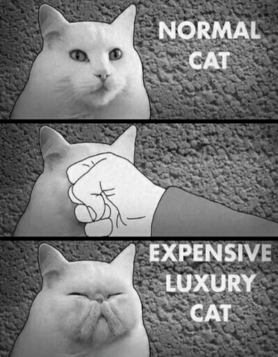 CAT LUXURY.jpg