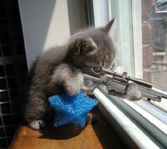 cat_gun.jpg