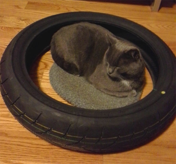 cat_in_tire_cropped.jpg