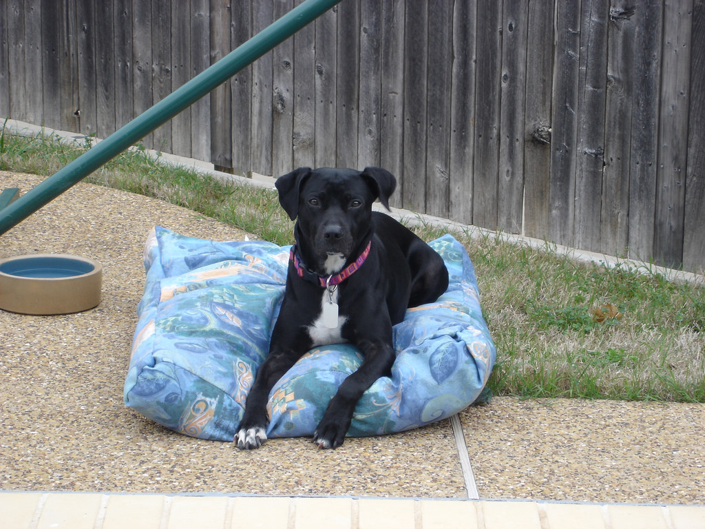 Charlie by the pool_769077025_l.jpg