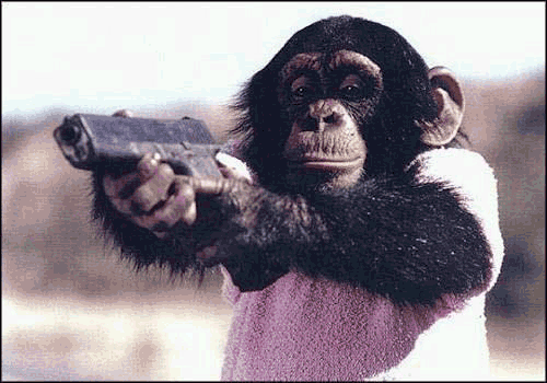 chimpanzee_glock.gif
