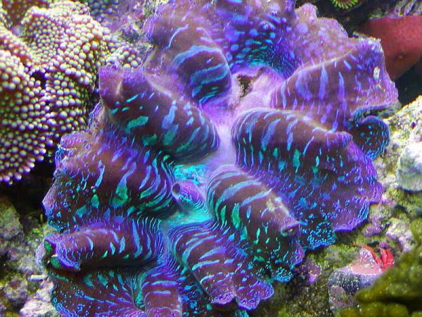 clams8.jpg
