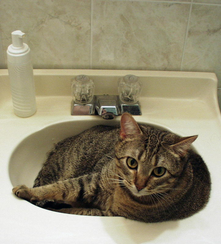 Cocoa in Sink.jpg