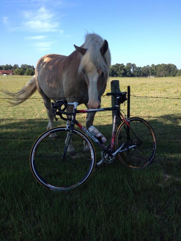 Colnago horse.jpg