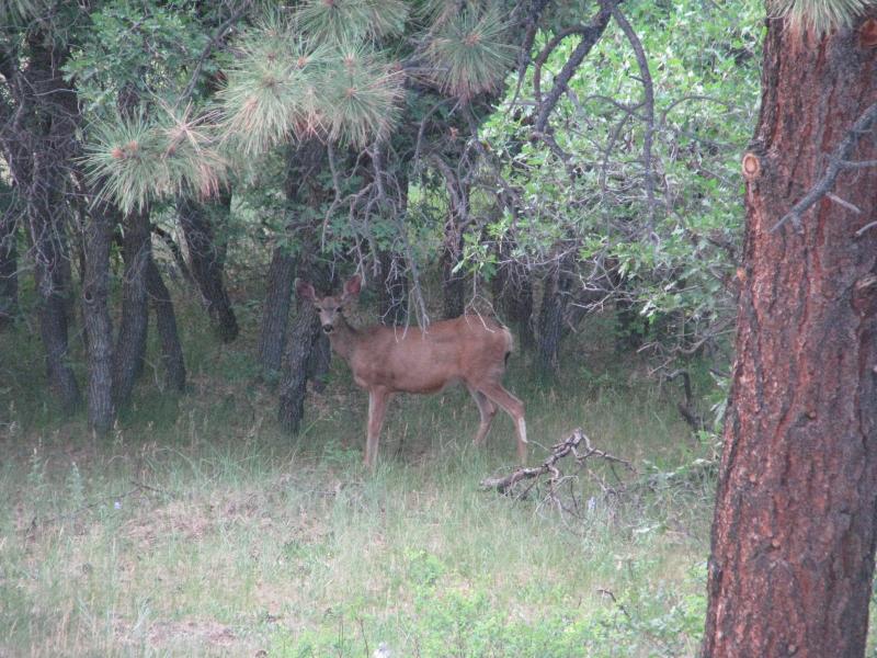 Colorado 008.jpg