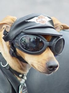 cool-biker-dog.jpg