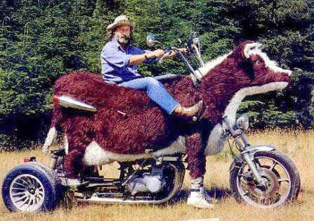 cow-motorcycle.jpg