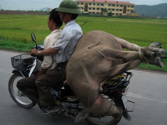 Cow-on-a-Motorcycle-10.jpg
