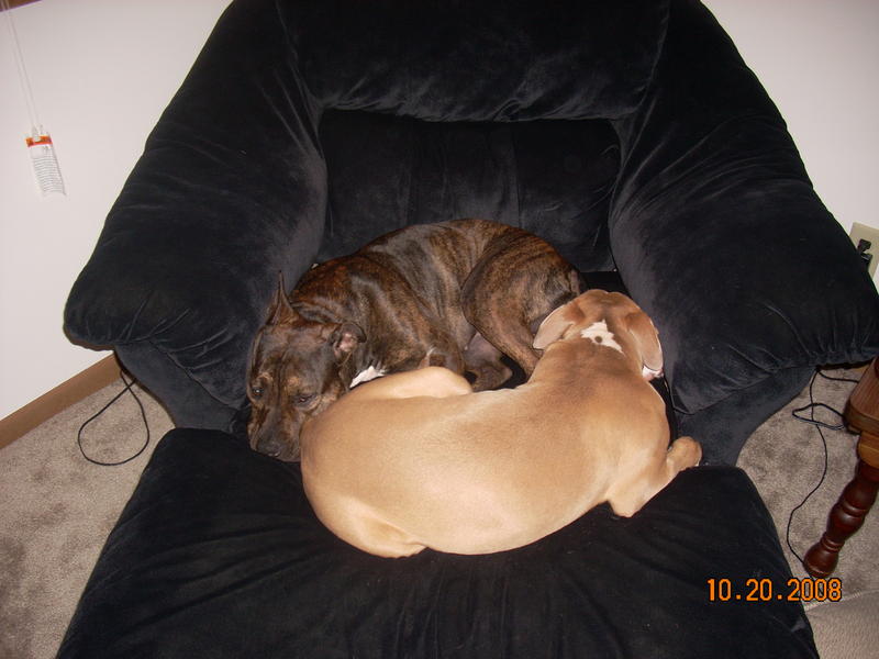 Daisy and Duke and HID 003.jpg