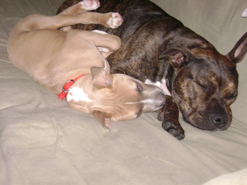 Daisy & Duke sleeping.jpg
