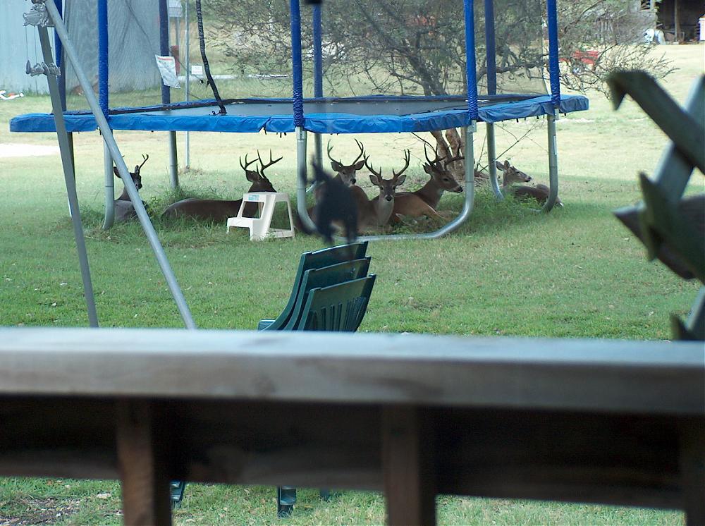 Deer_Trampoline.jpg