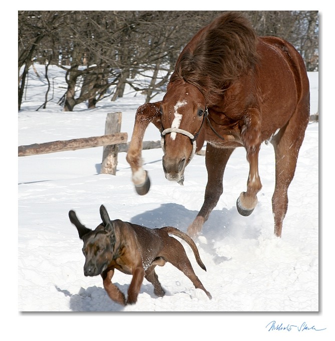 dog being chased by horse.jpg