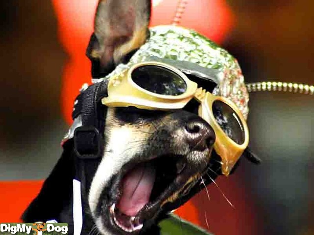 Dog goggles.jpg