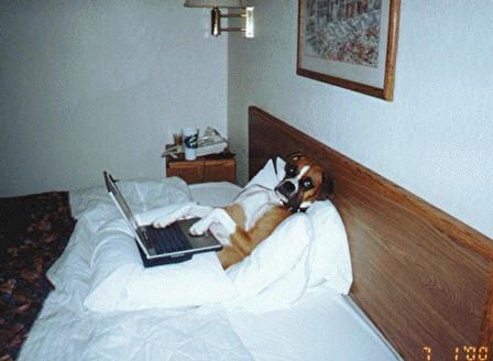 dog in bed w comp.JPG