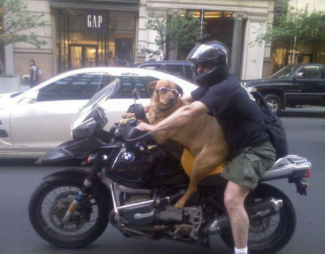 dog-motorcycle_dog_bmw.jpg