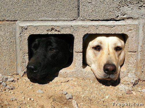 dog peek.jpg