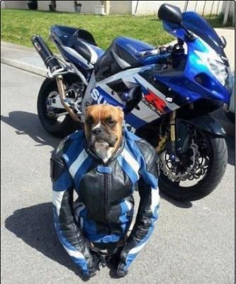 dog-rider.jpg