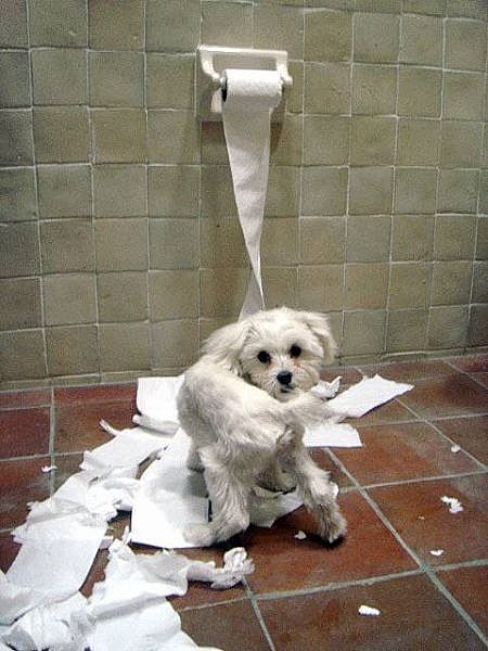 dog-toilet-paper-caught.jpg