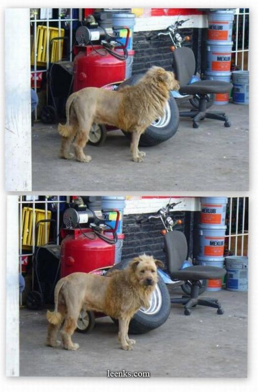dog with lion cut.jpg
