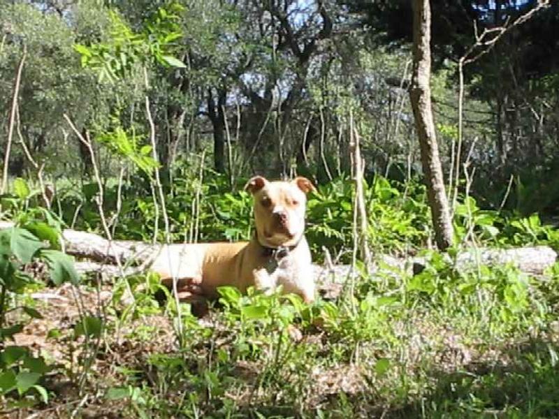 DOG2.jpg