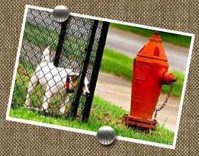 dog_hydrant.jpg