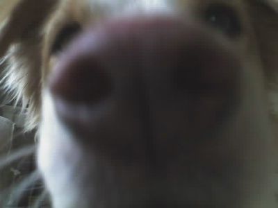 dog_nose_close-up.jpg