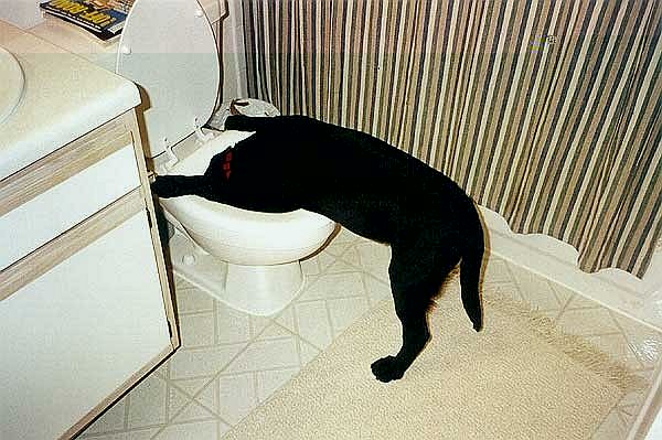 Drunk_Dog.jpg