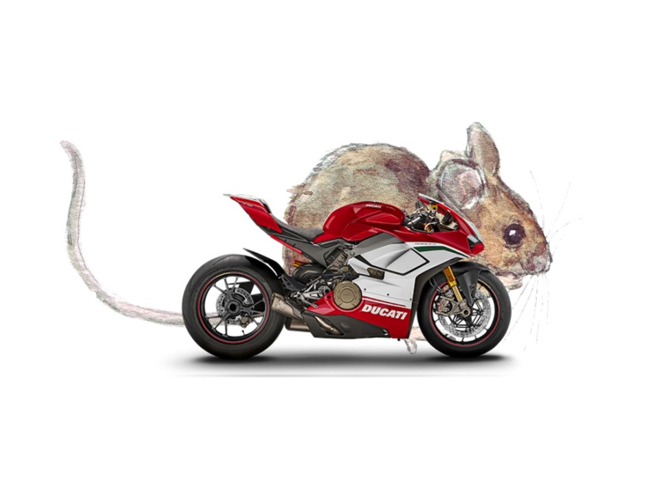 Ducati Mouse.jpg