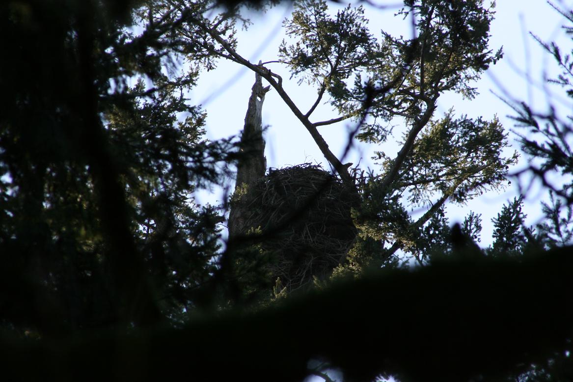 eagle_nest_034.JPG