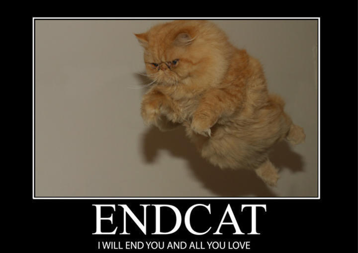 EndCat.jpg